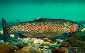 rainbow-trout-of